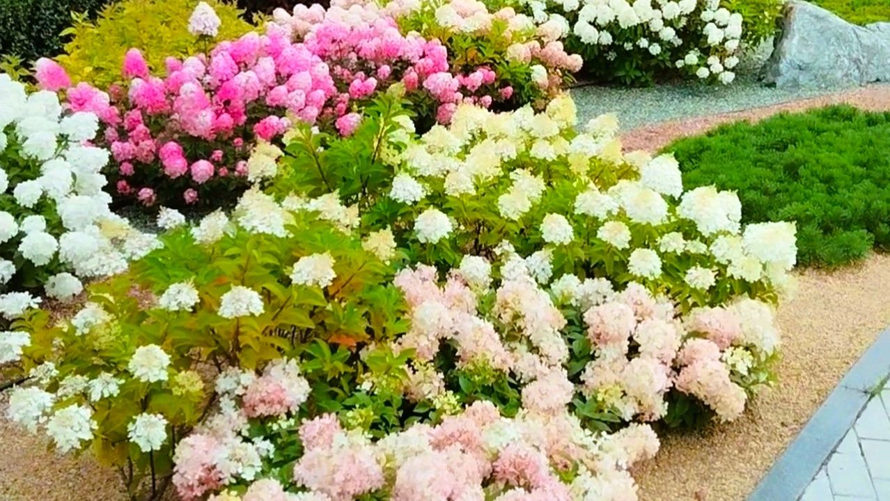 Любуемся гортензиями 🌺