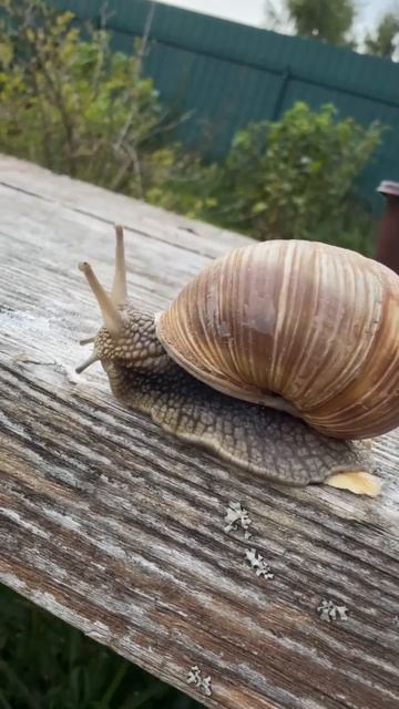 Боб🐌