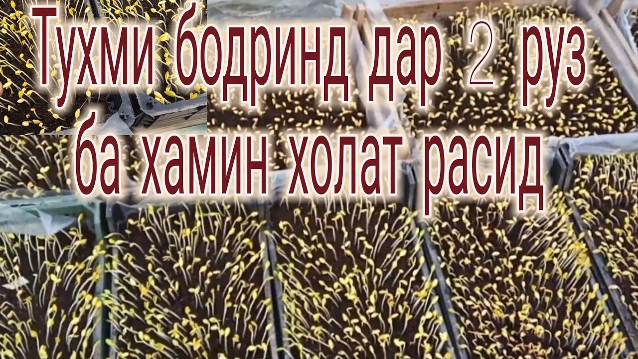 Н-67 4  Сабзидани тухми  бодринг дар Биогумус  992 882022225 992 90 017 22 25