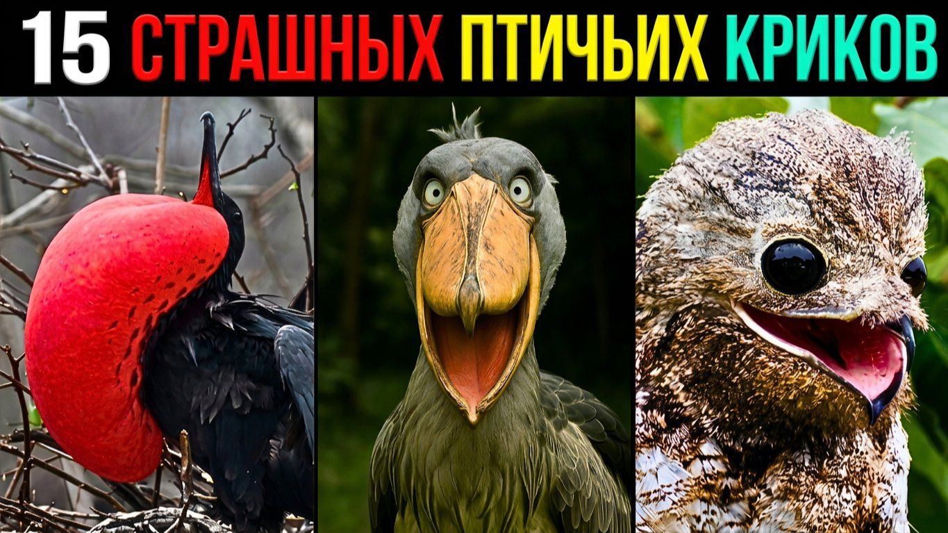 15 ПТИЧЬИХ КРИКОВ, от которых У ВАС БУДУТ КОШМАРЫ! 😱 Самые страшные птичьи звуки. Животные