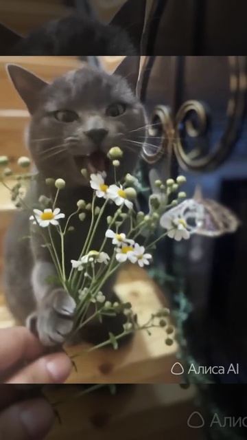 Вам букетик 🐈⬛ .