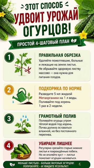 Это удвоит урожай огурцов