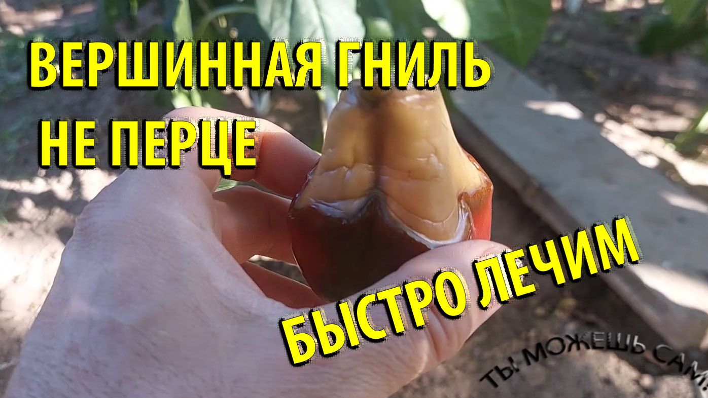 Вершинная гниль на Перце что делать? Быстро лечим!