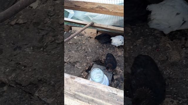 показываю как я кормлю цыплят 🐤