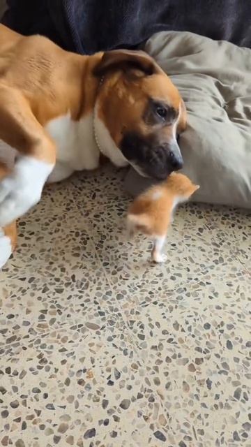 🐶🐈😀👍