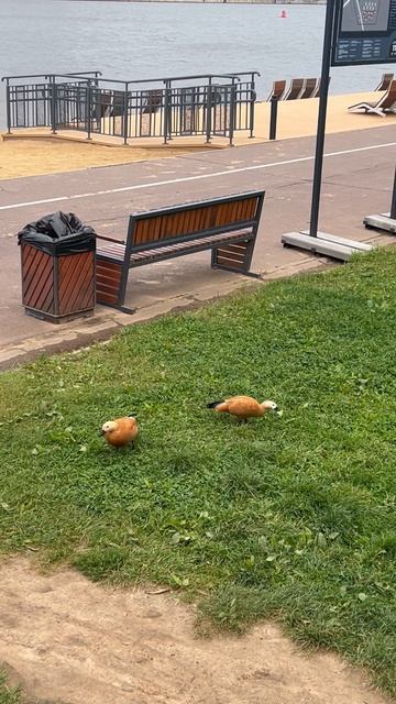 Утки в Москве