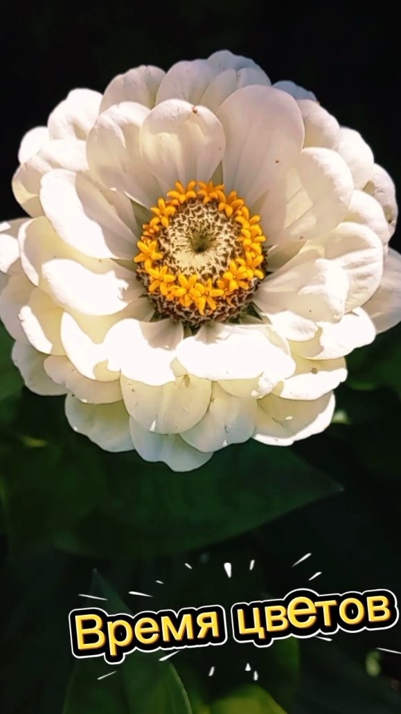 Время цветов 🌼🏵️🌸