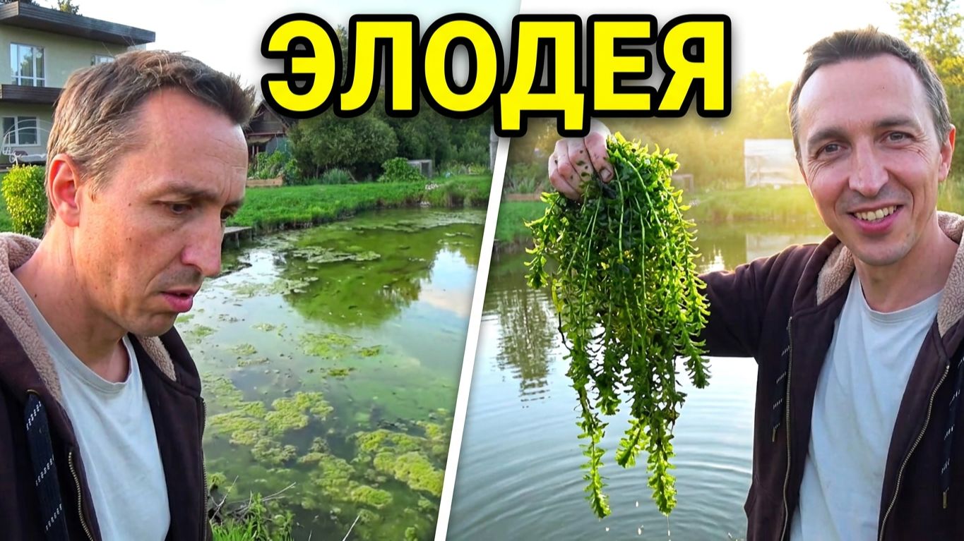 Зарыбил пруд. Запустил водоросли Элодея для очистки воды. ЦВЕТЁТ ПРУД !