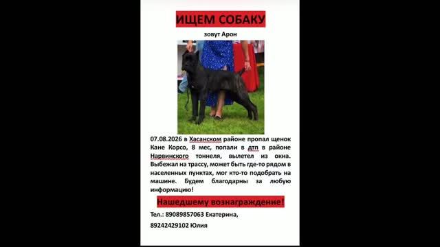 Пропала собака, давайте поможем вернуть его домой