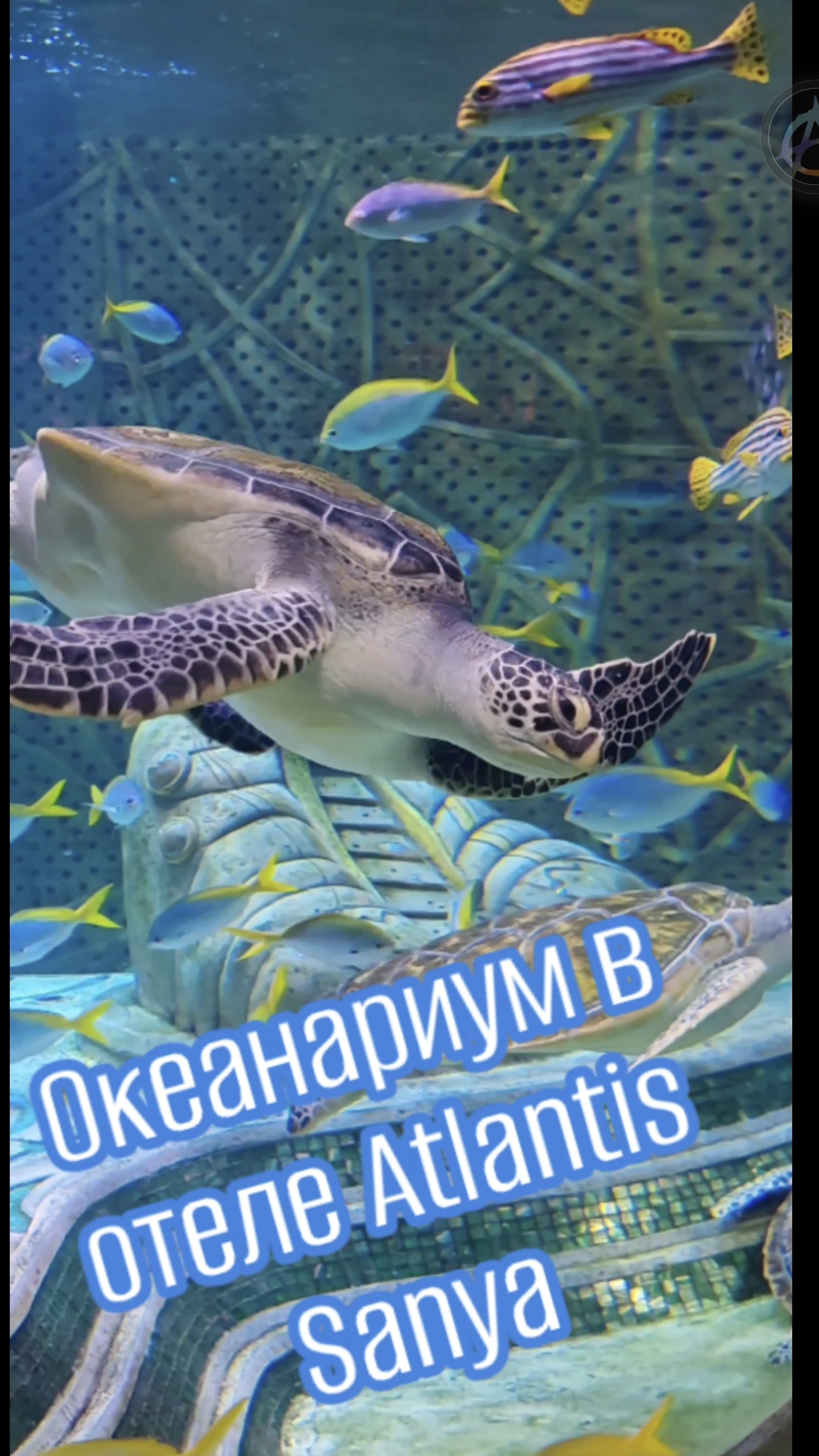 Океанариум в отеле Atlantis Sanya