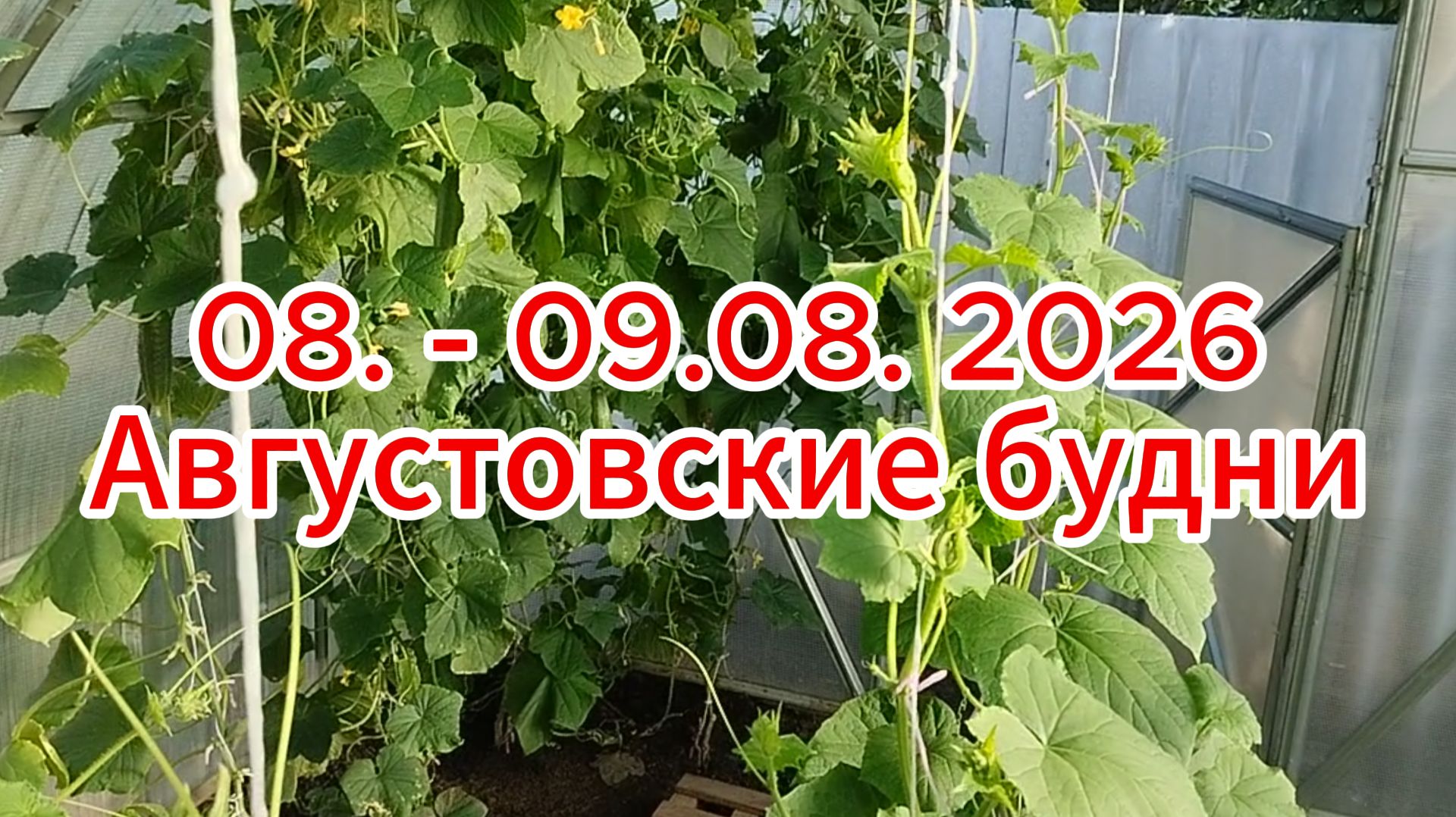 08. - 09.08. 2026 Августовские будни