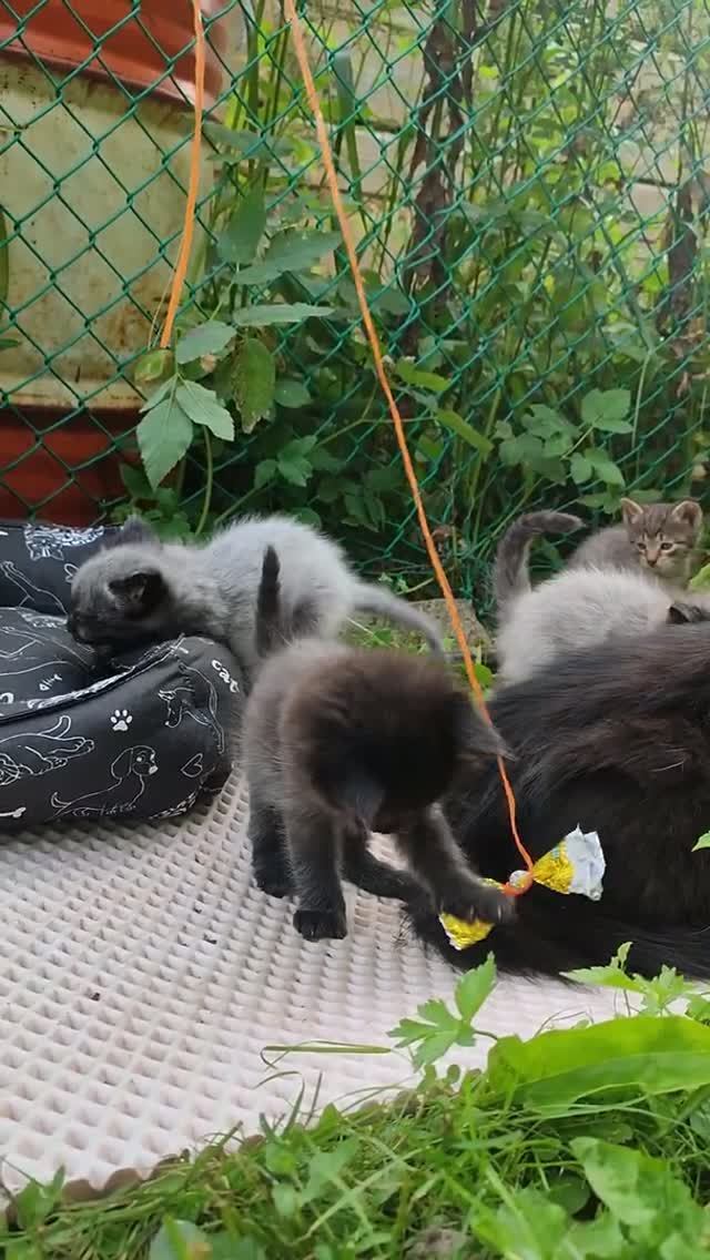 Котята играют