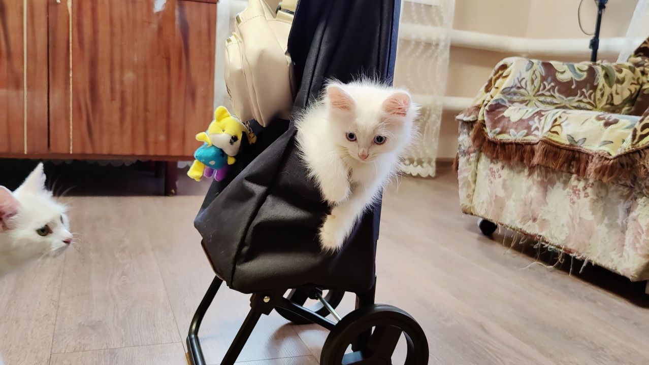 Котенок Микки и его замечательная семья.