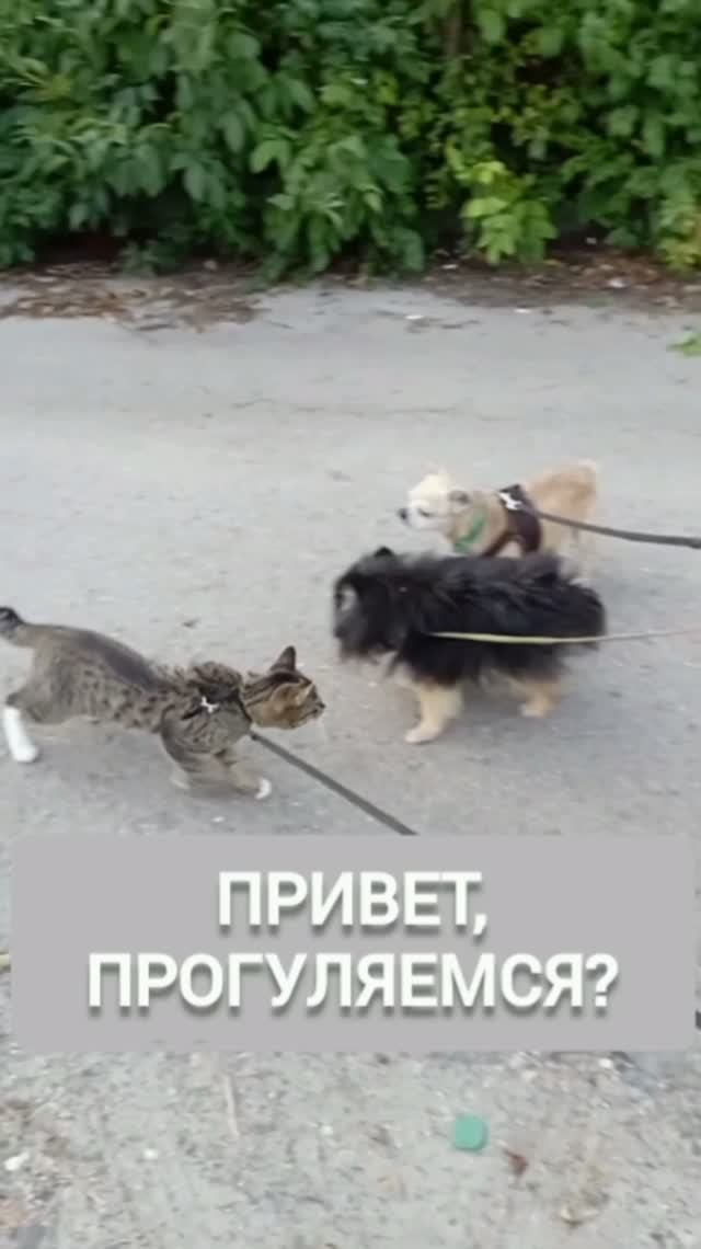 Котик вышел погулять...и с друзьями поиграть.....