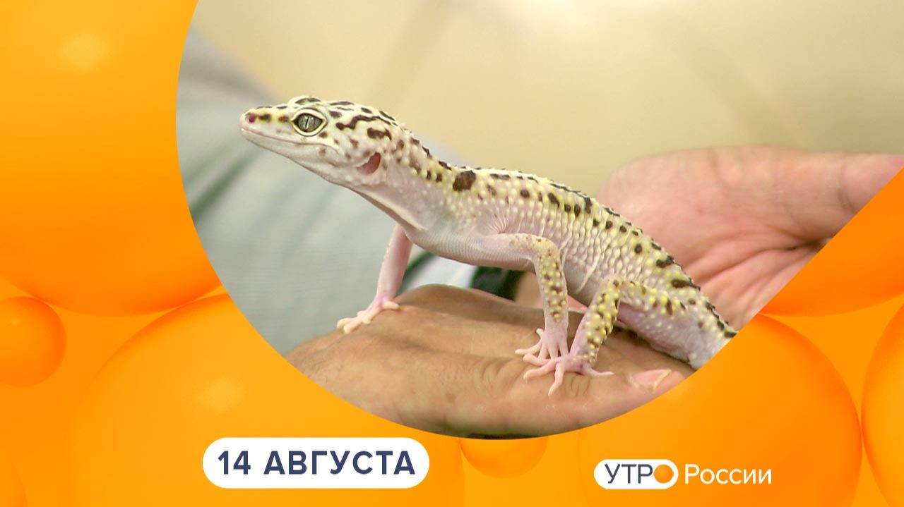 Утро России. Калуга (14.08.2026)