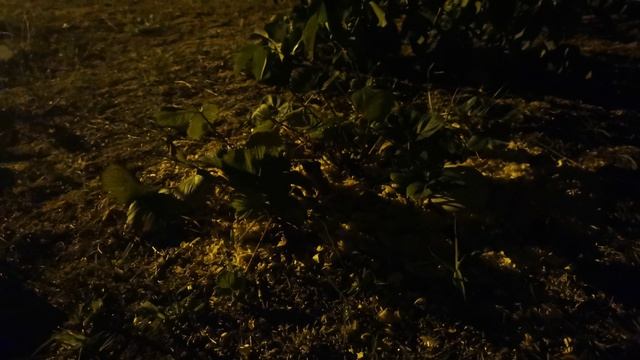 Клубники кусты - ночь. Или земляники...