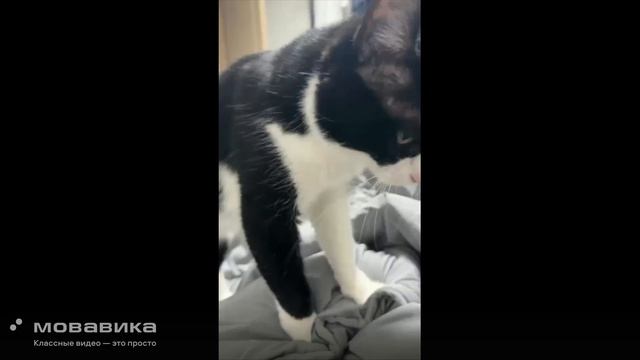Котики 12