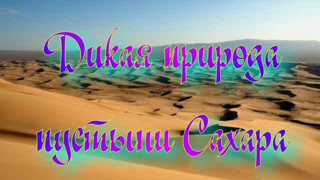 Дикая природа пустыни Сахара