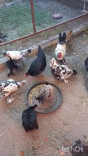 Нам не нужно столько цыплят...