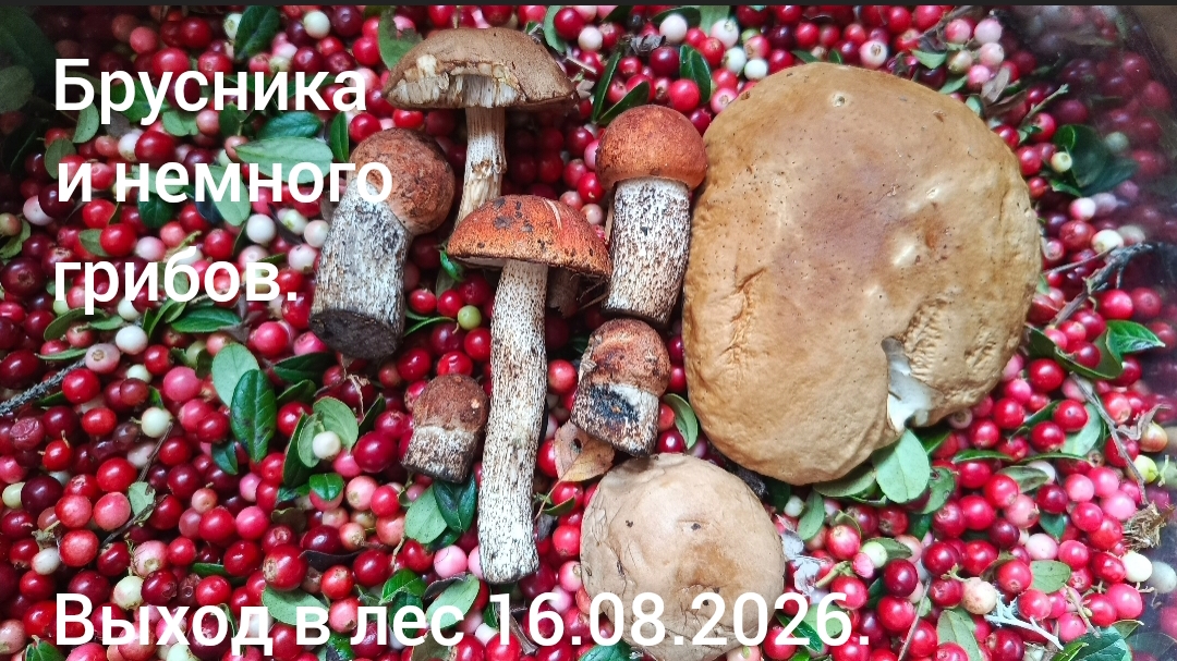 Выход в лес 16.08.2026 ( Брусника и немного грибов)