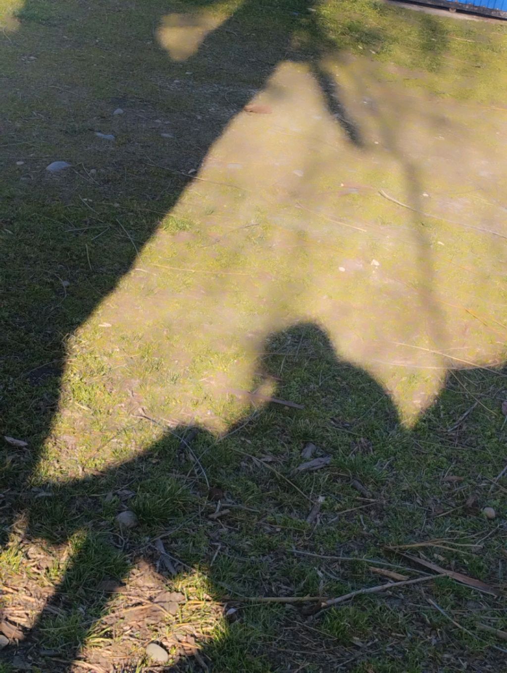 Венера и Лиза