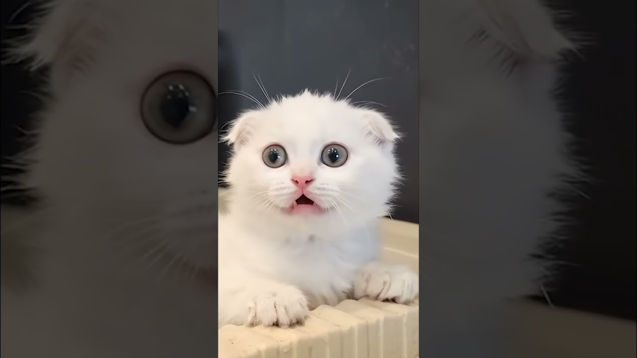 Маша готовит тесто, а котёнок прячется от шума