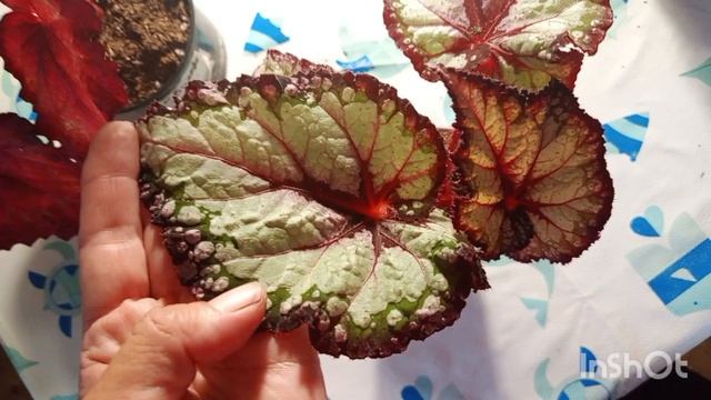 Мои красавицы