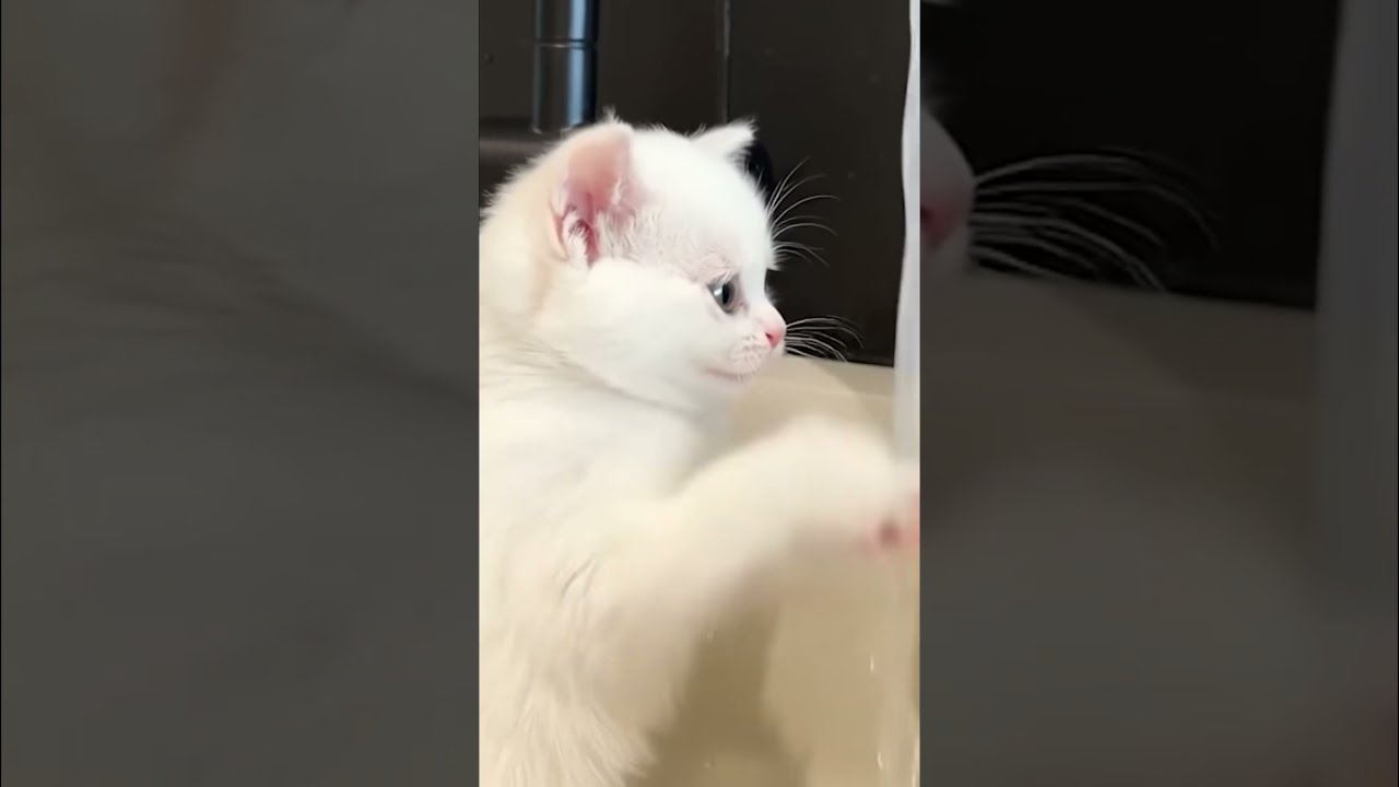 Пока котёнок играет с водой, готовим тесто для оладий