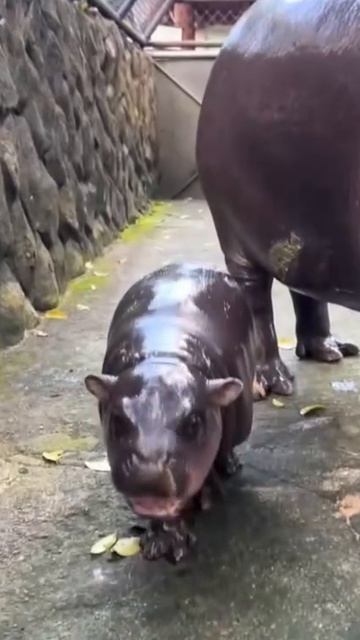 КУСАЧИЙ ПУПСИК?! 🦛 Почему все сошли с ума по Карликовым бегемотам! #shorts #животные #милота