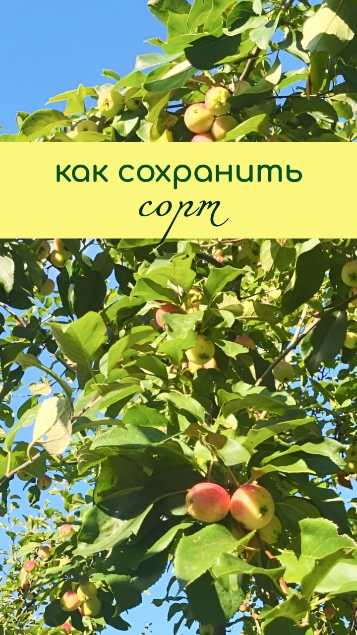 Как СОХРАНИТЬ СОРТ