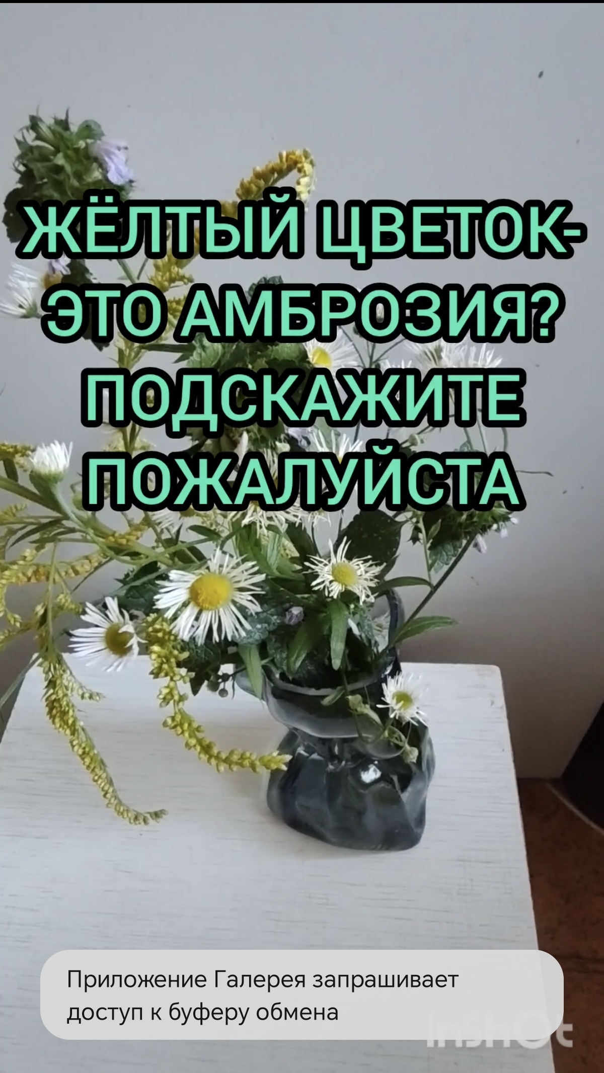 ЖЁЛТЫЙ ЦВЕТОК-ЭТО АМБРОЗИЯ ИЛИ НЕТ?