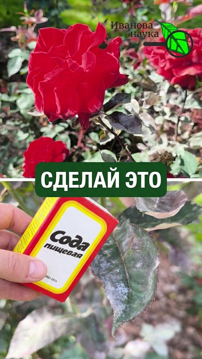 🛑 Добавь 1 ЛОЖКУ этого средства — и болезни с клещом ПОБЕГУТ с огорода! 🤯