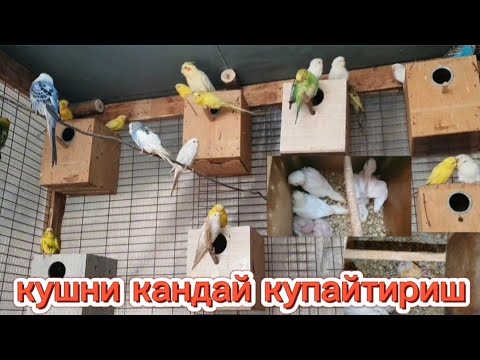 КУШ БОКИШ