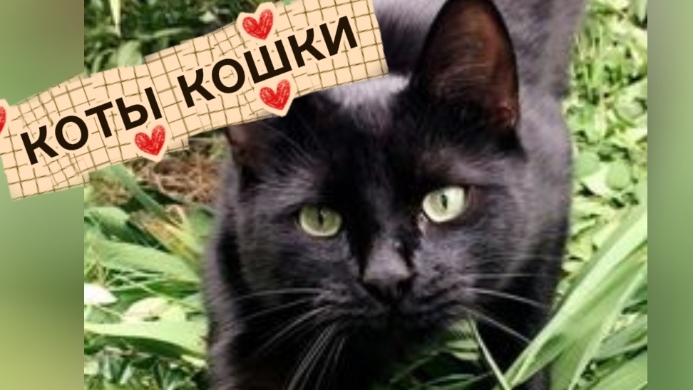 Ты думал, кот просто ест и спит? А он тебя СПАСАЕТ! Срочно читай описание!