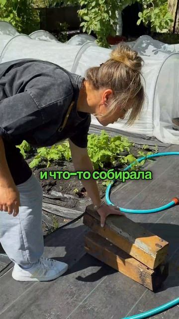 Зачем бабушки раскладывали под кустами доски?