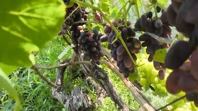 Капитошка и Красный Зефир Калугина В.М., Лея  Карпушева Андрея, №1 и №11 Шульги Алексея