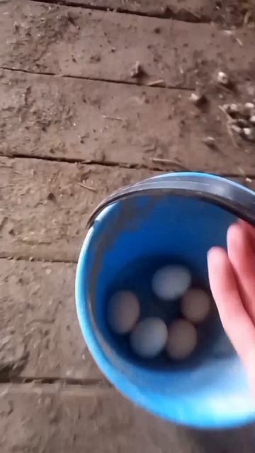 Иду на охоту за яйцами!  Где несутся наши куры?