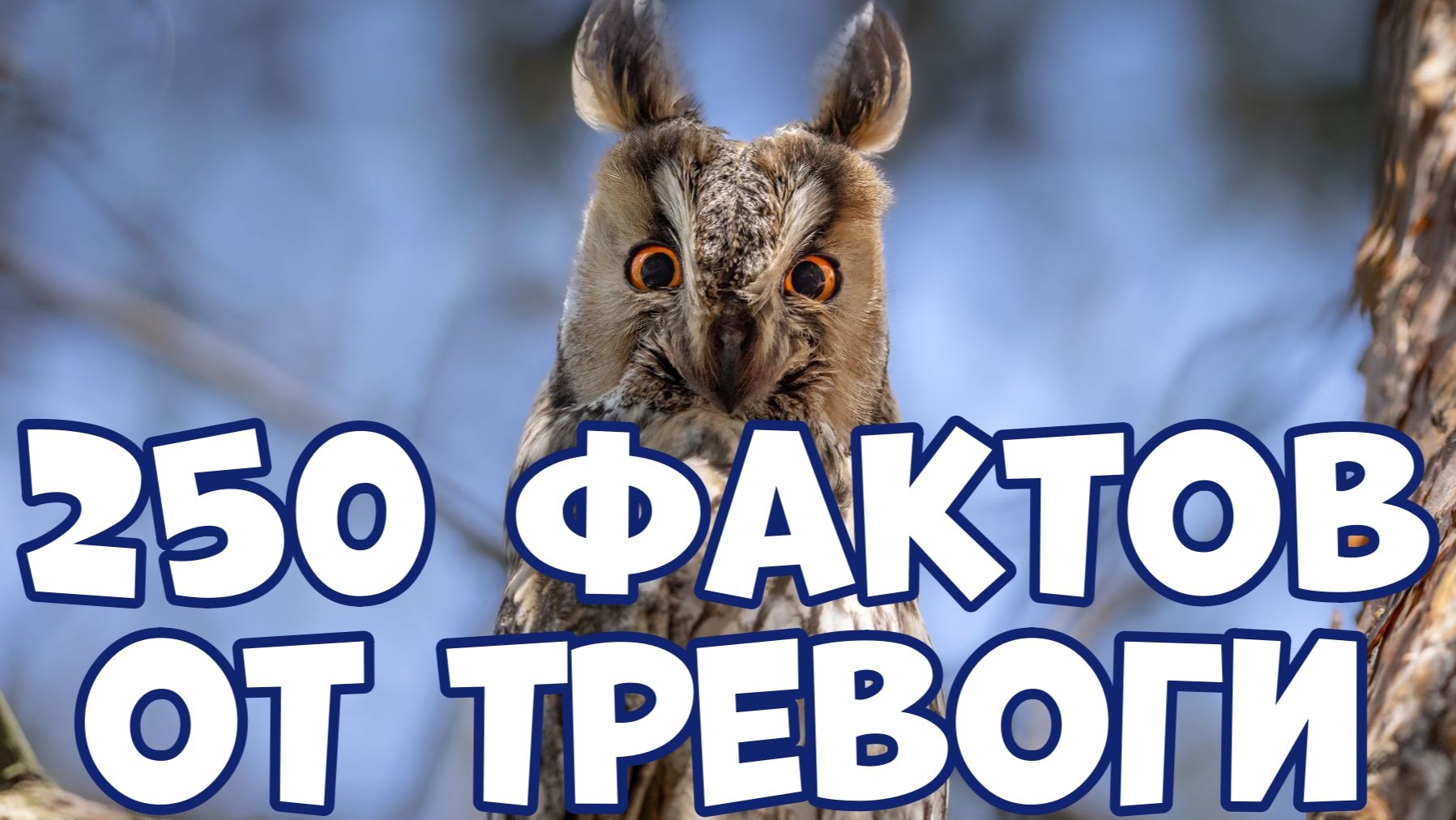 250 СПОКОЙНЫХ ФАКТОВ, КОТОРЫЕ ПОМОГУТ ПРИ ТРЕВОГЕ