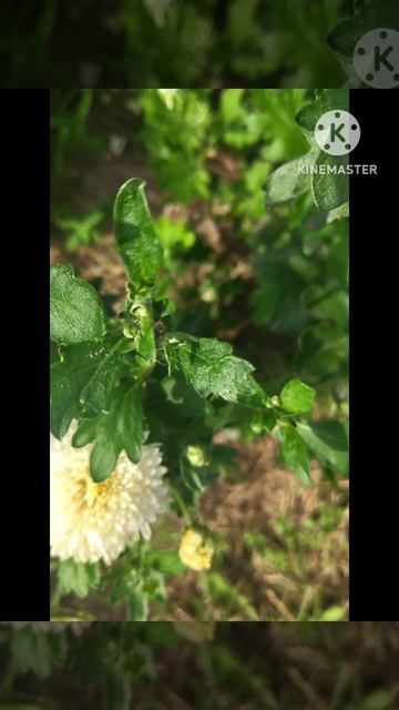 Георгины ☘️💃🦋🥀☘️