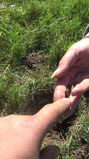 Всякие разные находки #shorts #всякоразно #metaldetecting #находки #поиск