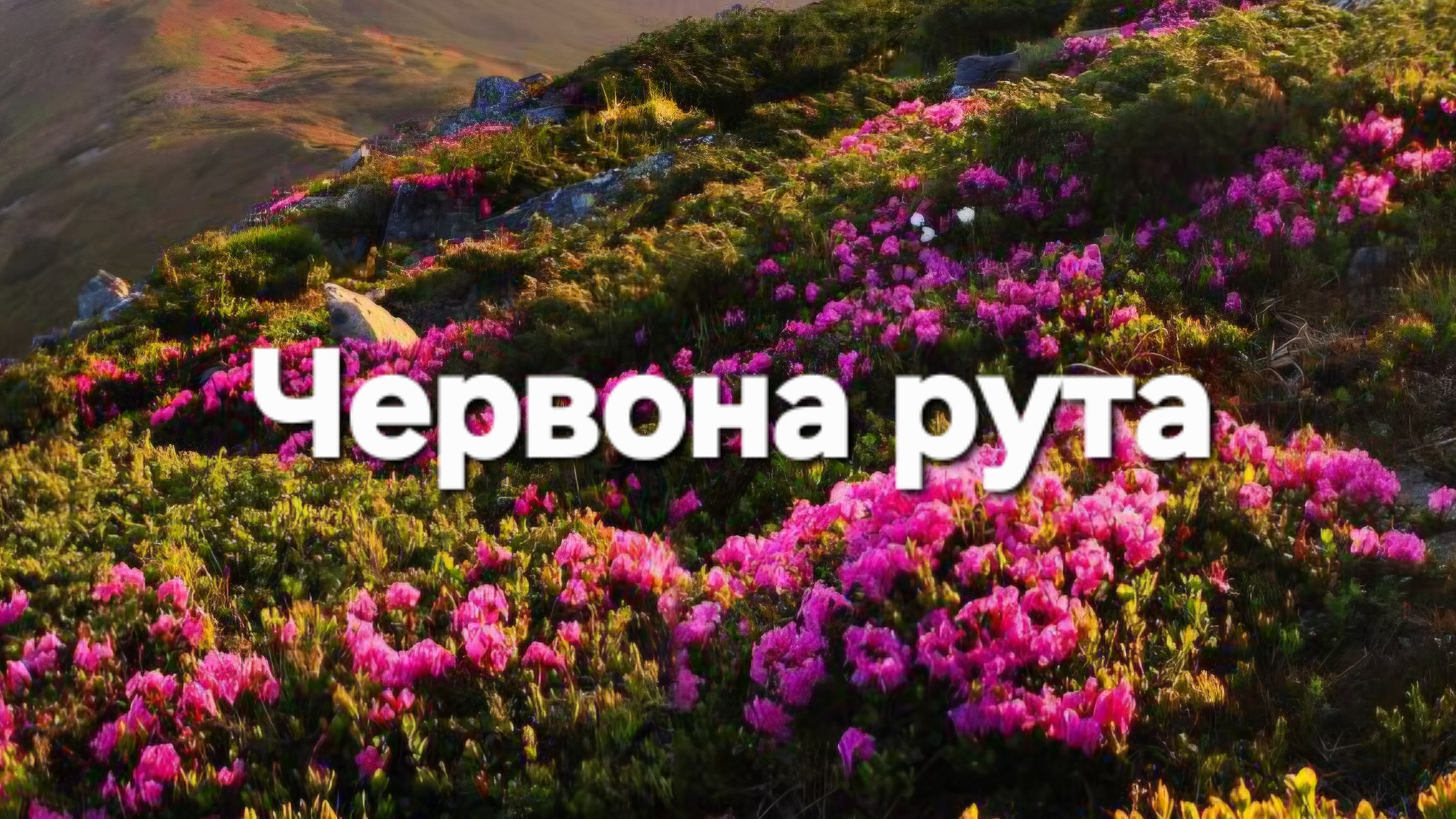 Червона рута