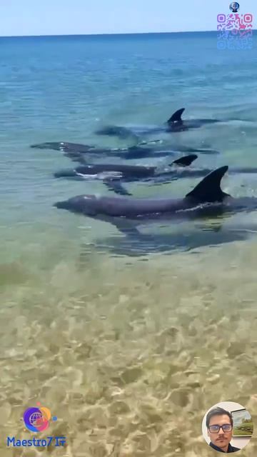 🐬 Парад дельфинов в Благовещенской (видео от подписчицы канала Юрия Озаровского)