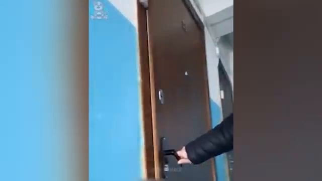Самые смешные животные Приколы с котами и собаками