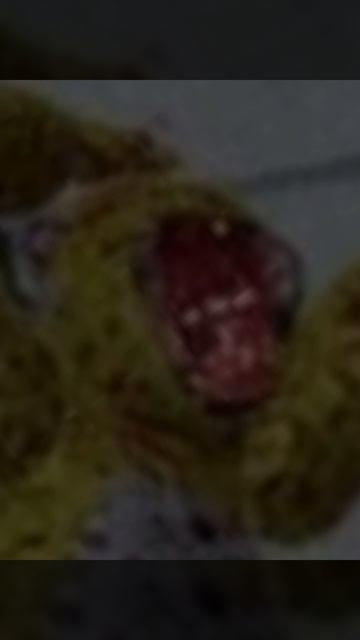 Skrimers