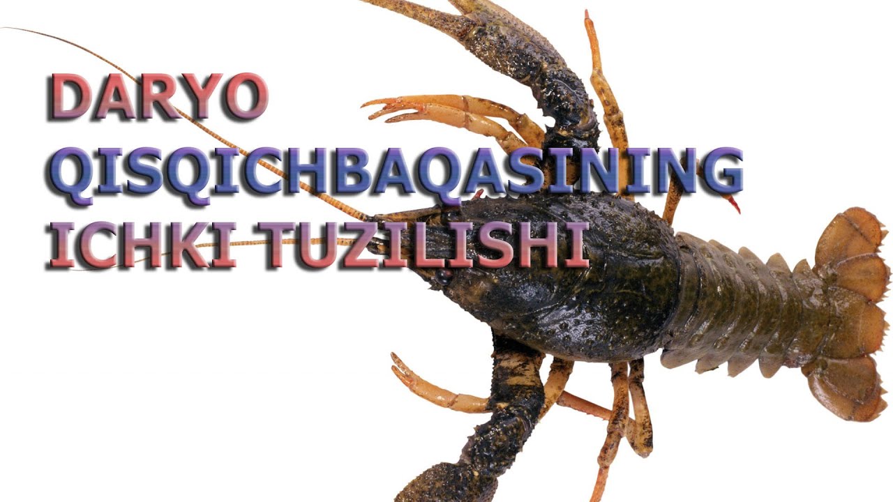 DARYO QISQICHBAQASINING ICHKI TUZILISHI | ДAРЙО ҚИСҚИЧБAҚAСИНИНГ ИЧКИ ТУЗИЛИШИ.