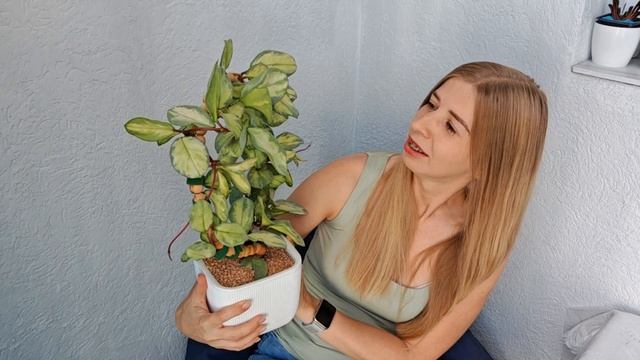 Я тебя создала из огромного счастья...
