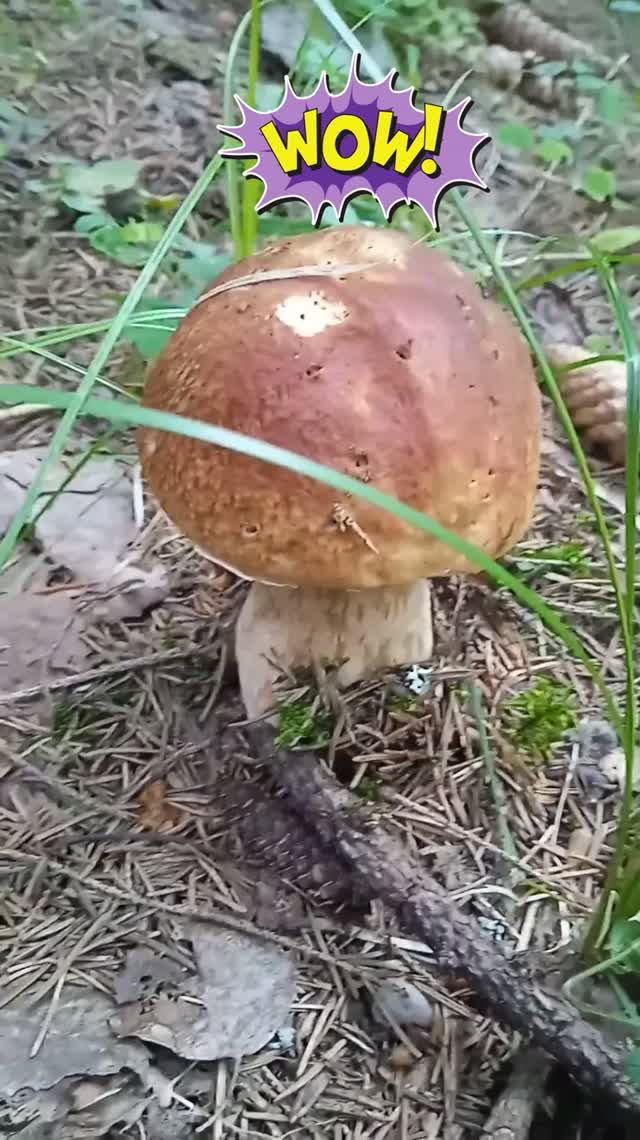 Два белых и подосиновик🍄🟫, отличное начало тихой охоты
