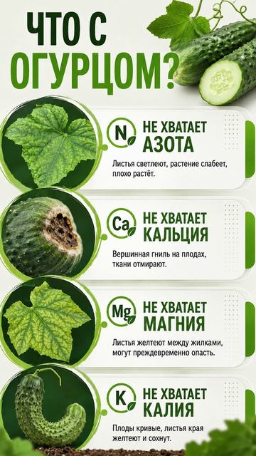 Лёгкий способ проверки, что не так с томатами