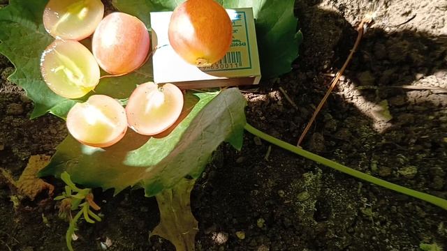 НИКИТОН виноград очень раннего срока созревания с мускатом. Селекция Нижельченко. Виноград Тепловых