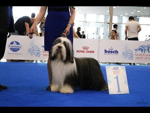 WDS Moscow 2016 Bearded Collie